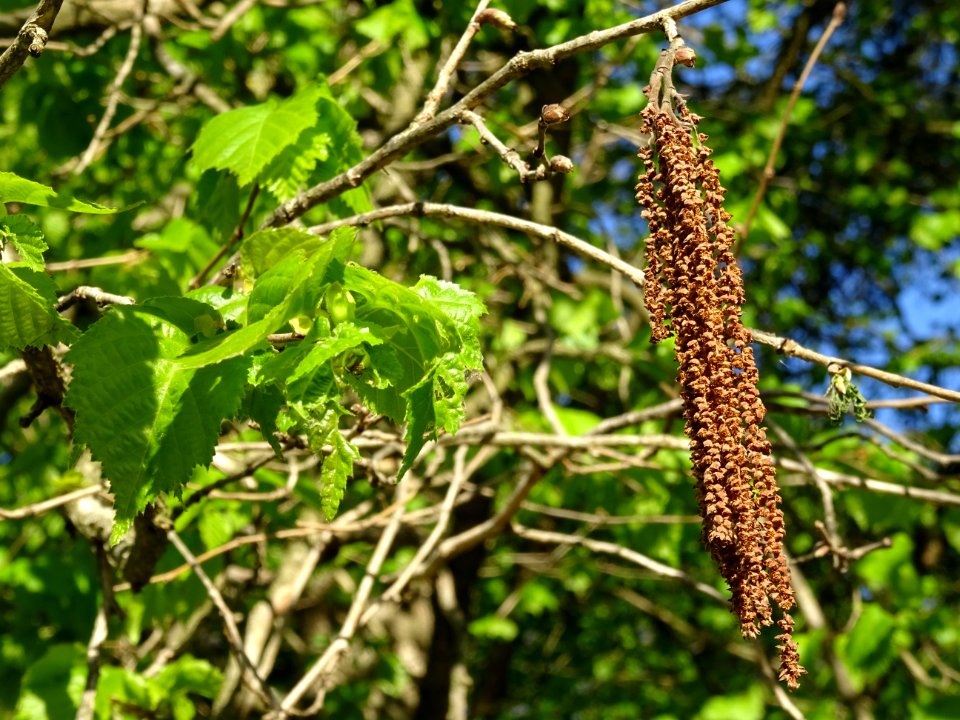 Châtons de noisetier ou coudrier, Corylus avellana, Coryla… 