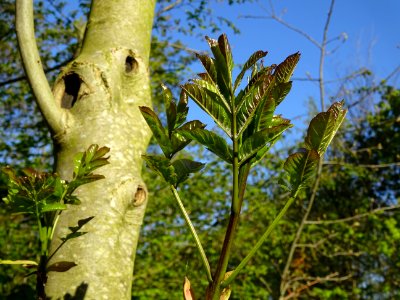 Jeunes feuilles de Frêne, Fraxinus, Oléacées 