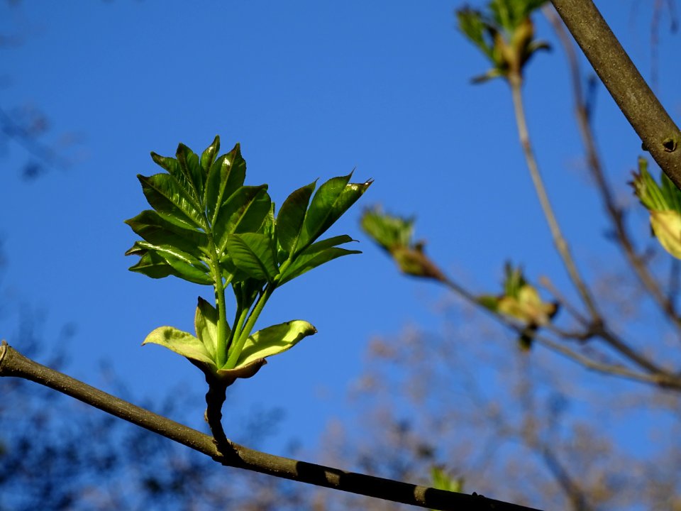 Jeunes feuilles de Frêne, Fraxinus, Oléacées 