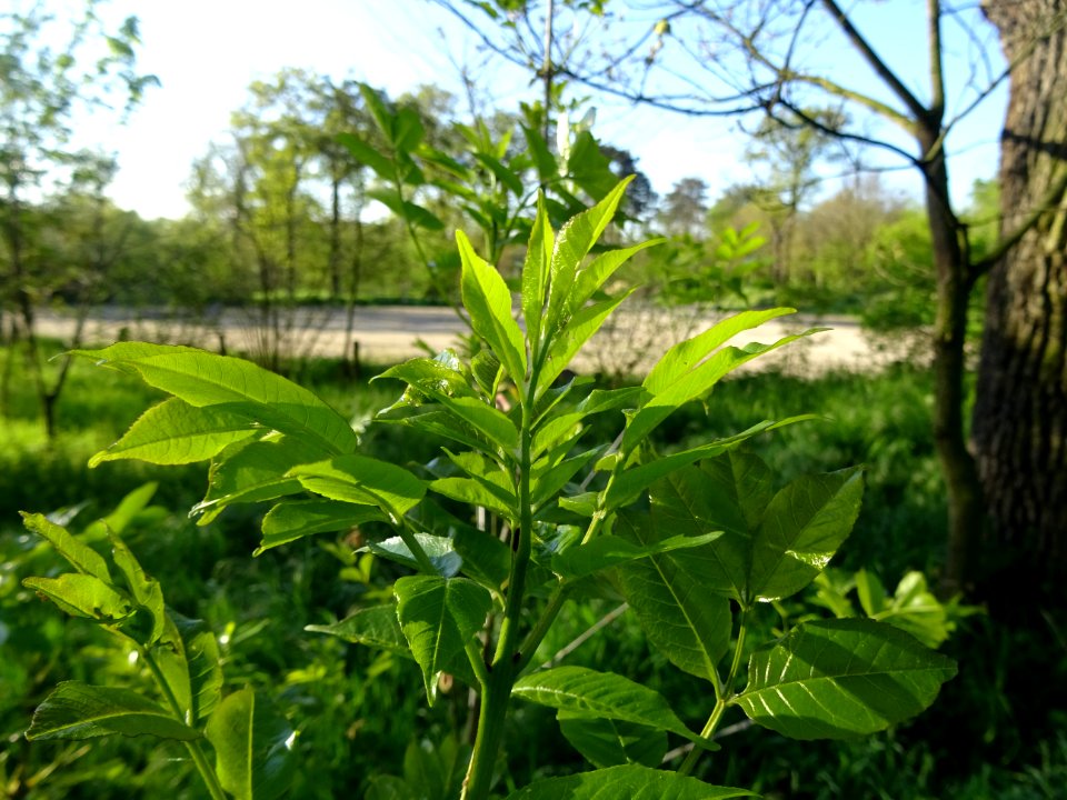 Jeunes feuilles de Frêne, Fraxinus, Oléacées 