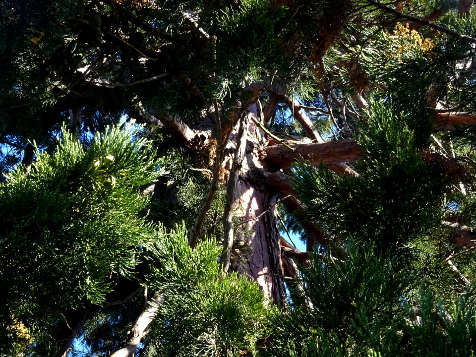 Séquoia géant, Sequoiadendron giganteum, Taxodiacées 
