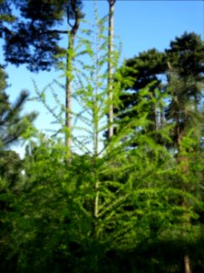 Mélèze commun, Larix decidua, Pinacées 