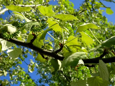 Feuilles et châtons pendants de fleurs femelles vertes du … 