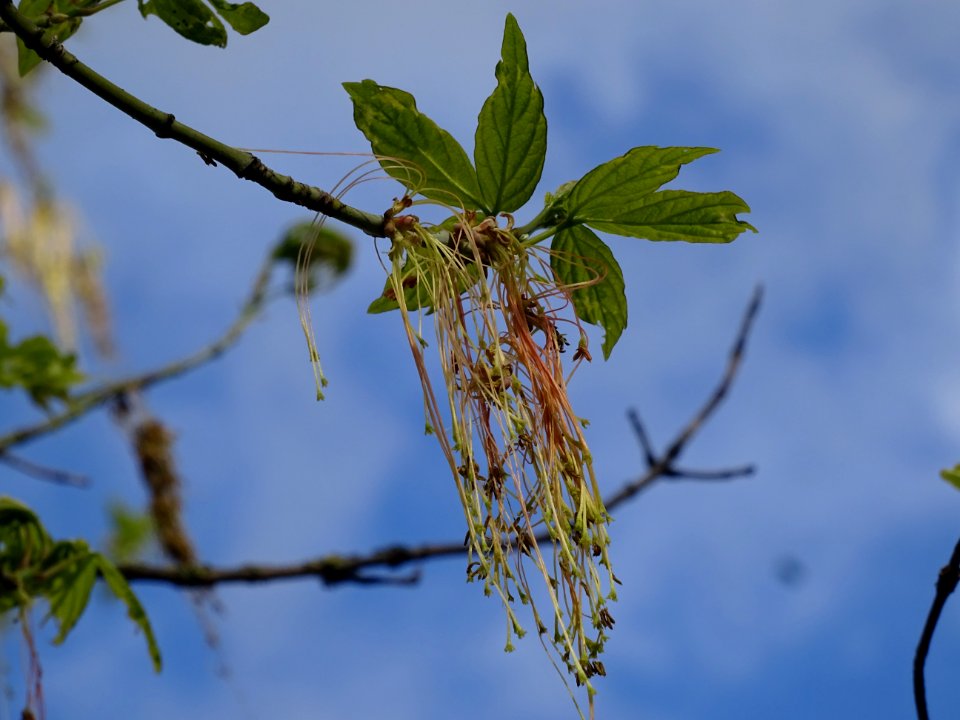 Feuilles et fleurs d'érable negundo ou érable à feuilles d… 