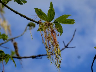 Feuilles et fleurs d'érable negundo ou érable à feuilles d… 