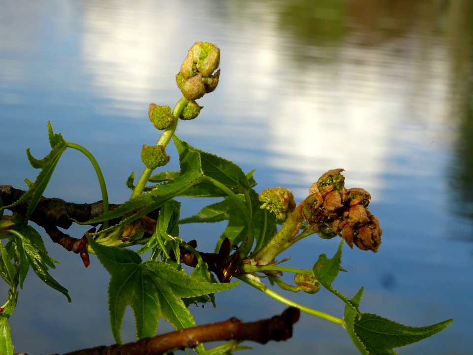 Feuilles et fleurs en capitule sphérique, Copalme d'Amériq… 