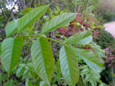 Jeunes feuilles de Frêne élevé, Fraxinus excelsior, Oléacé… photo