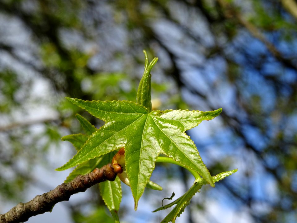 Feuilles, Copalme d'Amérique, Liquidambar styraciflua, Ham… 