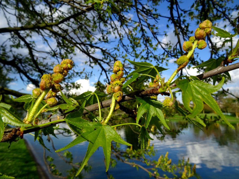 Feuilles et fleurs en capitule sphérique, Copalme d'Amériq… 