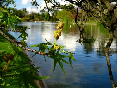 Feuilles et fleurs en capitule sphérique, Copalme d'Amériq… 