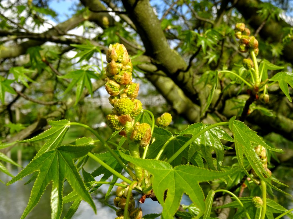 Feuilles et fleurs en capitule sphérique, Copalme d'Amériq… 