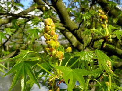 Feuilles et fleurs en capitule sphérique, Copalme d'Amériq… 