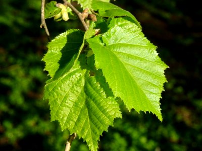 Feuilles de noisetier ou coudrier, Corylus avellana, Coryl… 