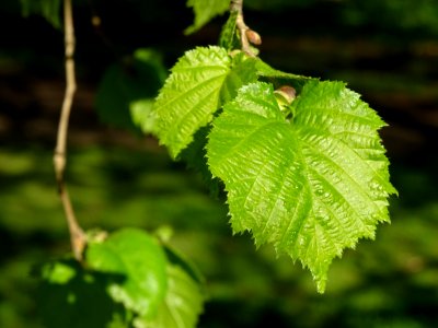 Feuille de noisetier ou coudrier, Corylus avellana, Coryla… 