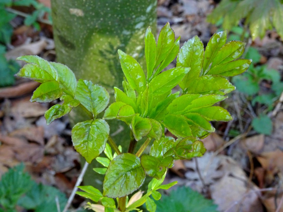 Jeunes feuilles de Frêne, Fraxinus, Oléacées 