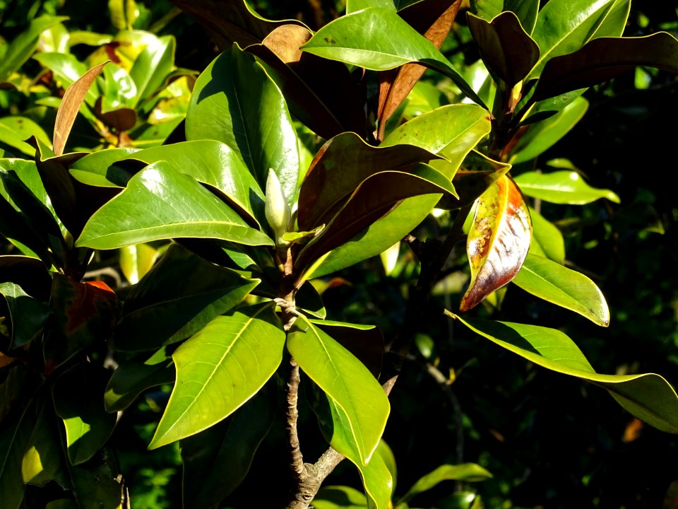 Bourgeon floral et feuilles de Magnolia à grandes fleurs, … 
