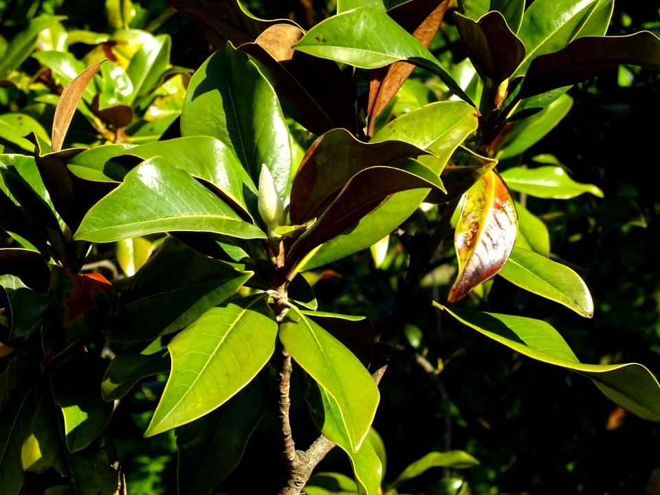 Bourgeon floral et feuilles de Magnolia à grandes fleurs, … photo