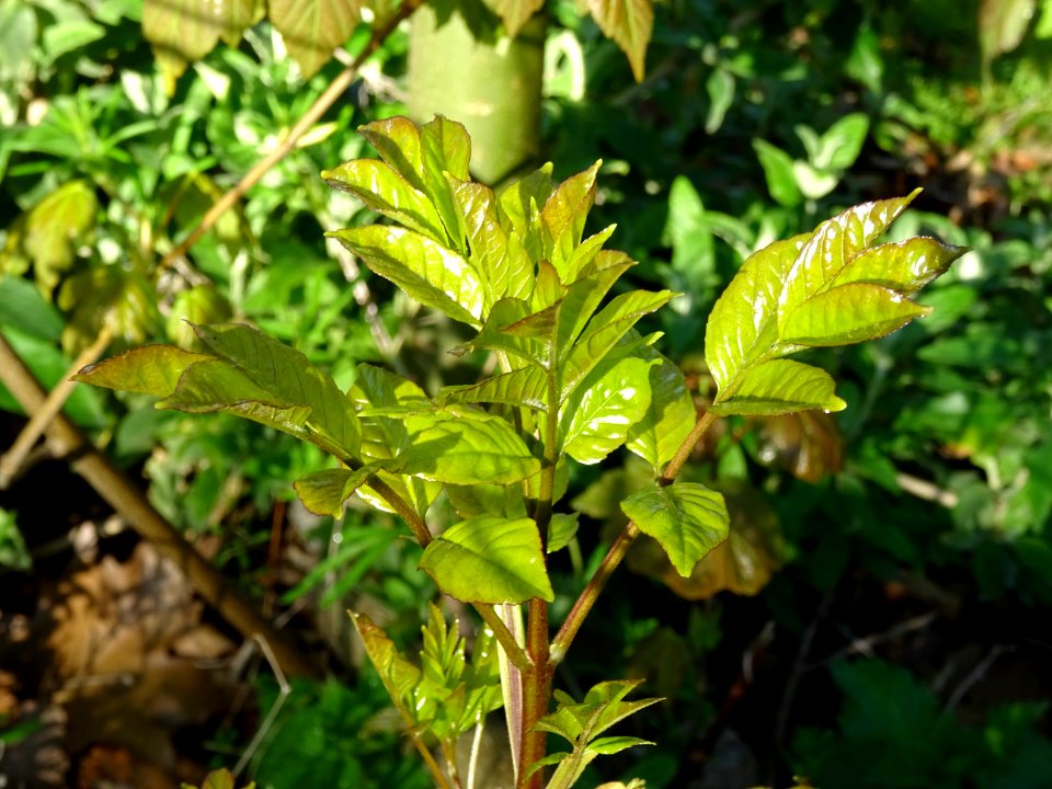 Jeunes feuilles de Frêne, Fraxinus, Oléacées 