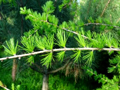 Jeunes aiguilles du Mélèze commun, Larix decidua, Pinacées… 