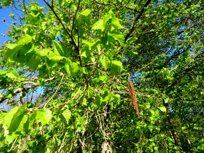 Feuilles et châtons de noisetier ou coudrier, Corylus avel… 