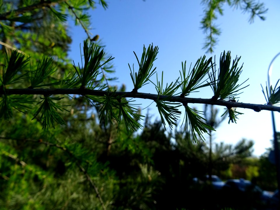 Jeunes aiguilles du Mélèze commun, Larix decidua, Pinacées… 