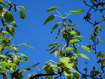 Feuilles et châtons pendants de fleurs femelles vertes du … photo