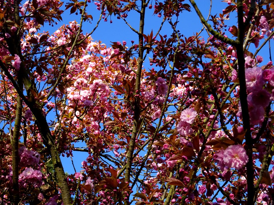 Fleurs du Cerisier du Japon, Prunus serrulata, Rosacées 