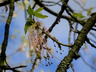 Feuilles et fleurs d'érable negundo ou érable à feuilles d… 