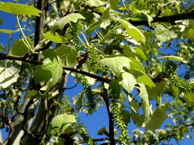 Feuilles et châtons pendants de fleurs femelles vertes du … 