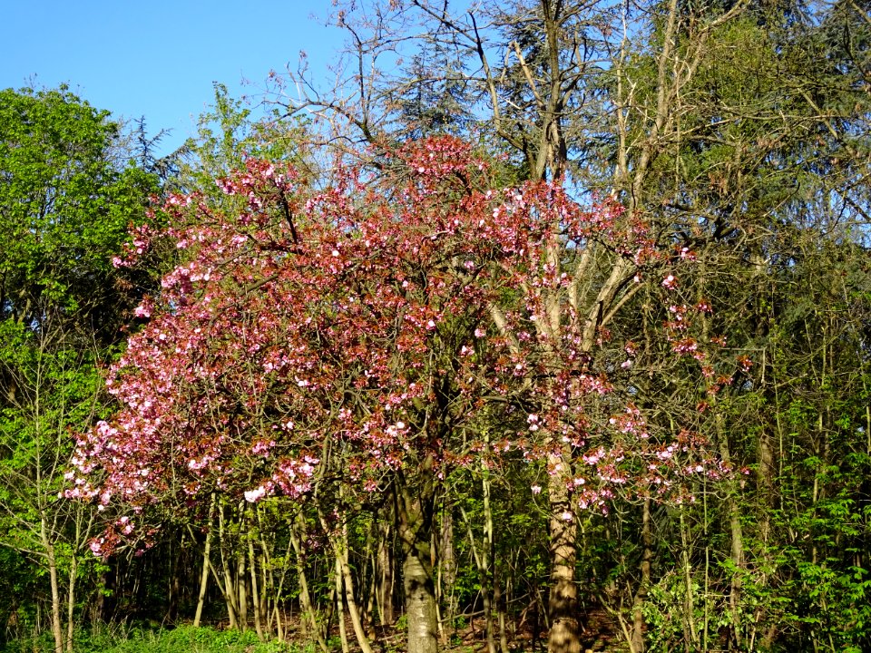 Cerisier du Japon, Prunus serrulata, Rosacées 