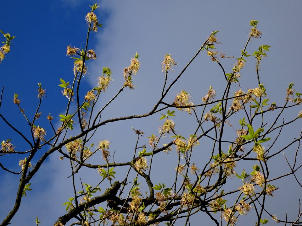 Feuilles et fleurs d'érable negundo ou érable à feuilles d… 