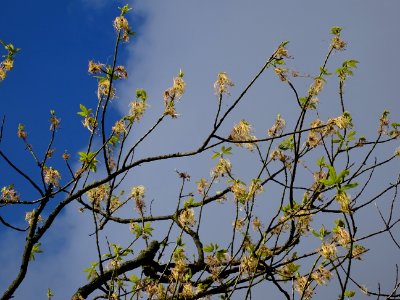 Feuilles et fleurs d'érable negundo ou érable à feuilles d… 