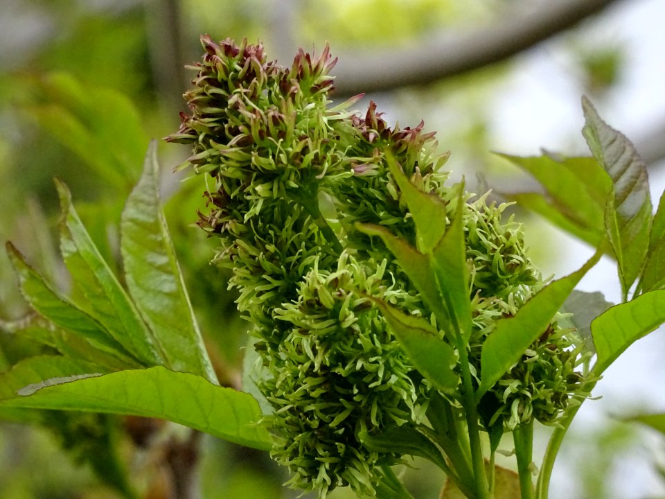 Fleurs et jeunes feuilles de Frêne élevé, Fraxinus excelsi… 