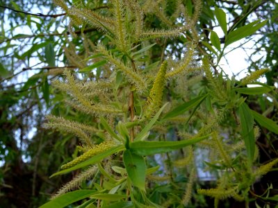 Feuilles et châtons de fleurs de Saule pleureur, Salix bab… 