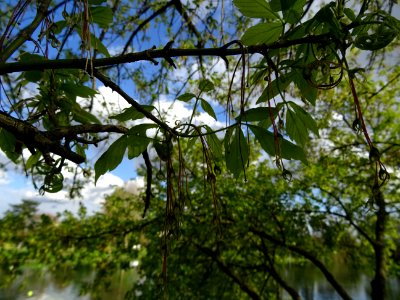 Feuilles et fleurs d'érable negundo ou érable à feuilles d… 