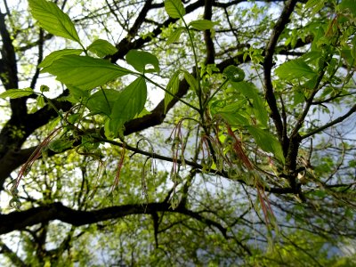Feuilles et fleurs d'érable negundo ou érable à feuilles d… 