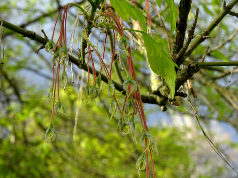 Feuilles et fleurs d'érable negundo ou érable à feuilles d… 