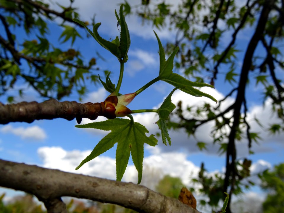 Feuilles, Copalme d'Amérique, Liquidambar styraciflua, Ham… 