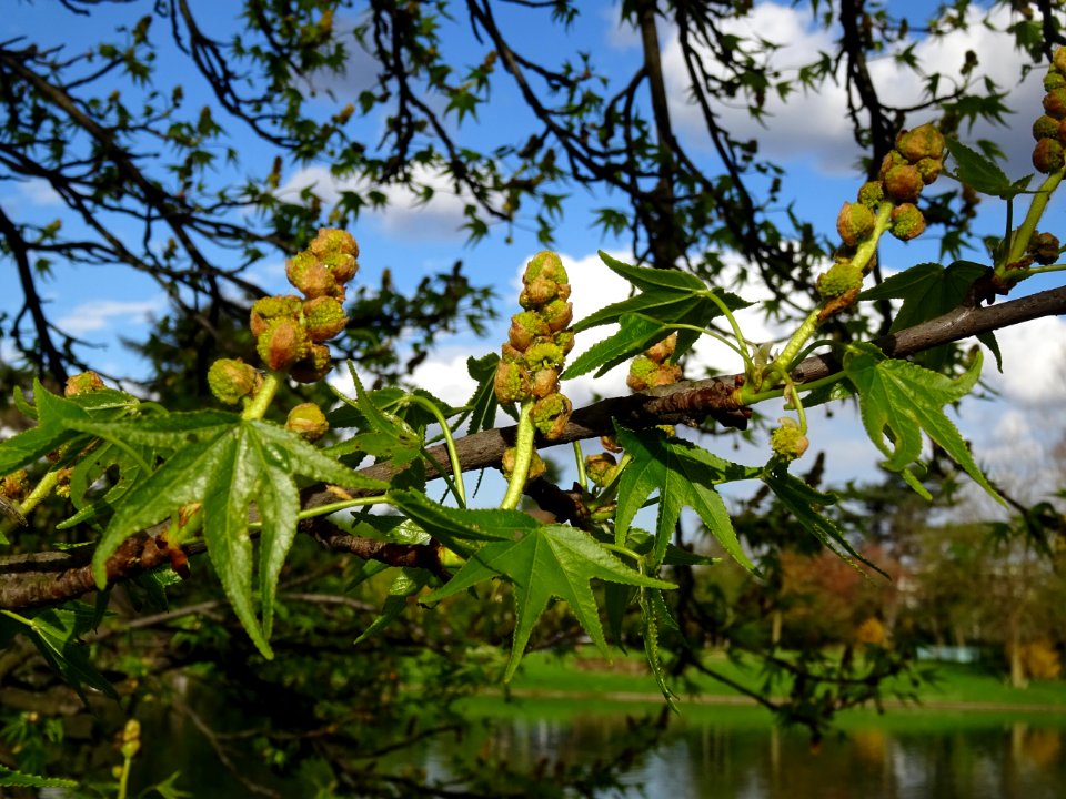Feuilles et fleurs en capitule sphérique, Copalme d'Amériq… 