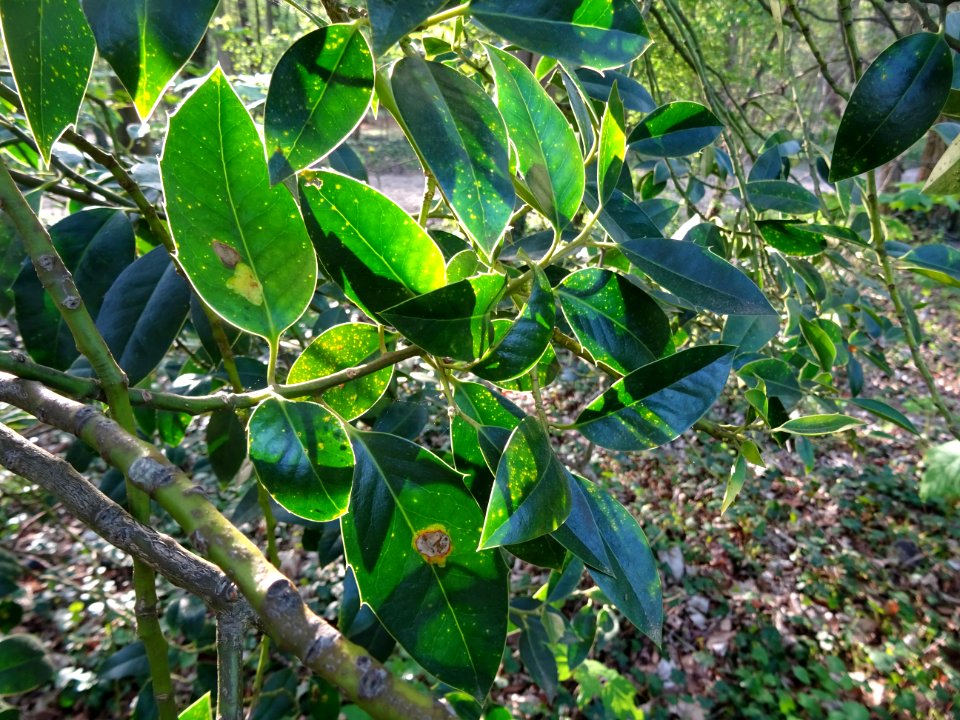 Feuilles de Houx, Ilex aquifolium, Aquifoliacées 