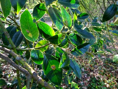 Feuilles de Houx, Ilex aquifolium, Aquifoliacées 