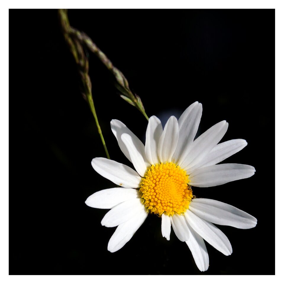 Wild flowers perennial daisy white