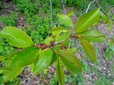 Feuilles du Cerisier tardif ou cerisier noir, Prunus serot… 
