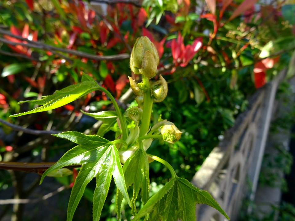Feuilles et fleurs en capitule sphérique, Copalme d'Amériq… 