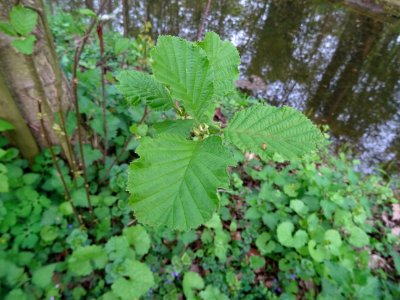 Feuilles, Aulne glutineux, Alnus glutinosa, Betulacées 