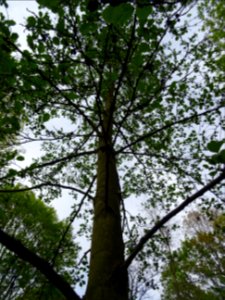 Tronc, branches et feuilles, Aulne glutineux, Alnus glutin… 