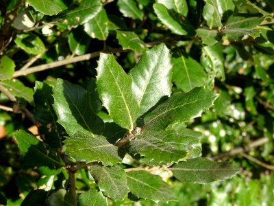 Feuilles de Chêne vert, Quercus ilex, Fagacées 