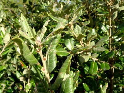 Feuilles de Chêne vert, Quercus ilex, Fagacées 