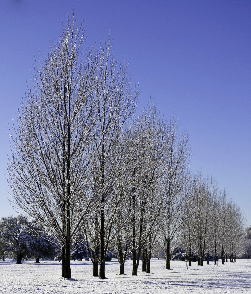 Environment forest landscape