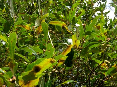 Feuilles et bourgeons de Chêne hispanique, Quercus hispani… 